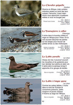 Les oiseaux des lacs en Suisse