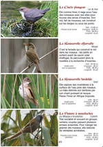Les oiseaux des lacs en Suisse