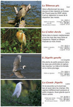 Les oiseaux des lacs en Suisse