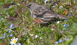 Accenteur alpin - Alpine Accentor (Canon EOS 20D 1/800 F10 iso400 400mm)