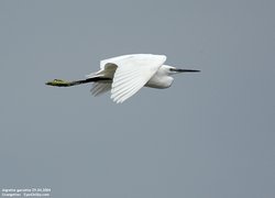 Aigrette garzette - Little Egret