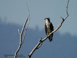 Balbuzard pêcheur - Osprey