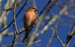 Bec-croisé des sapins - Red Crossbill ()