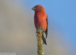 Bec-croisé des sapins - Red Crossbill ()