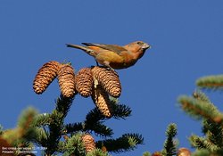 Bec-croisé des sapins - Red Crossbill ()