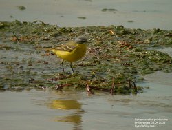 Bergeronnette printanière - Yellow Wagtail