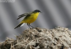Bergeronnette printanière - Yellow Wagtail