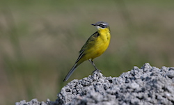 Bergeronnette printanière - Yellow Wagtail