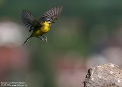 Bergeronnette printanière - Yellow Wagtail