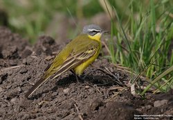 Bergeronnette printanière - Yellow Wagtail