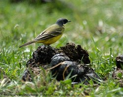 Bergeronnette printanière - Yellow Wagtail