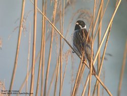 Bruant des roseaux - Reed Bunting