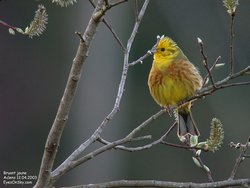 Bruant jaune - Yellowhammer ()