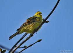 Bruant jaune - Yellowhammer ()