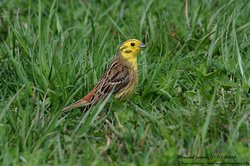 Bruant jaune - Yellowhammer ()