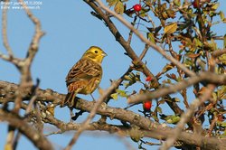 Bruant jaune - Yellowhammer ()