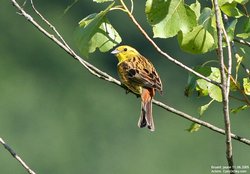 Bruant jaune - Yellowhammer ()