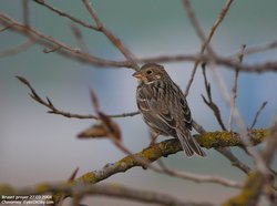 Bruant proyer - Corn Bunting