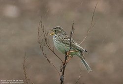 Bruant proyer - Corn Bunting