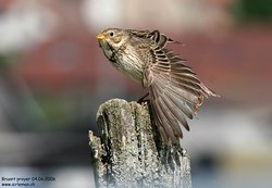 Bruant proyer - Corn Bunting