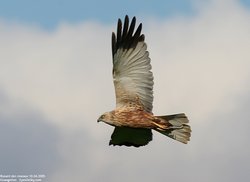 Busard des roseaux - Western or Eurasian Marsh-Harrier