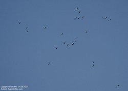 800x573  16.6Kb