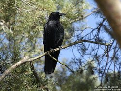 Corneille noire - Carrion Crow ()