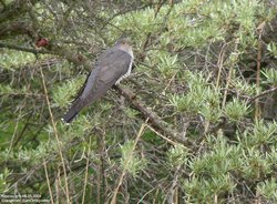 Coucou gris - Common Cuckoo or Eurasian Cuckoo ()