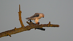 Élanion blanc - Black-shouldered Kite