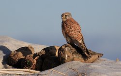 Faucon crécerelle - Common Kestrel