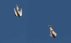 Faucon crécerelle - Common Kestrel