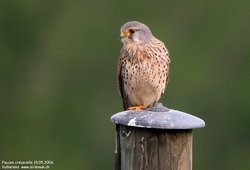 Faucon crécerelle - Common Kestrel