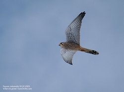 Faucon crécerelle - Common Kestrel