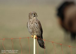 Faucon crécerelle - Common Kestrel