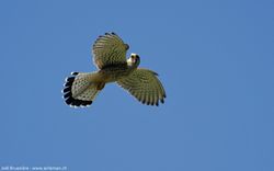 Faucon crécerelle - Common Kestrel