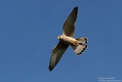Faucon crécerelle - Common Kestrel