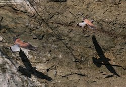 Faucon crécerelle - Common Kestrel
