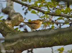 Fauvette grisette - Common Whitethroated