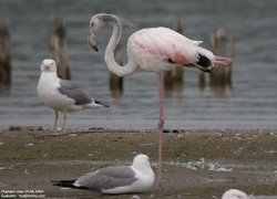 Flamant rose - Greater Flamingo