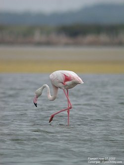 Flamant rose - Greater Flamingo
