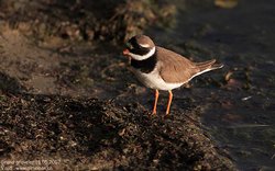 Grand gravelot / Pluvier - Common Ringed Plover ()