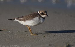 Grand gravelot / Pluvier - Common Ringed Plover ()