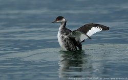 Grèbe à cou noir - Black-necked Grebe or Eared Grebe ()