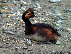 Grèbe à cou noir - Black-necked Grebe or Eared Grebe ()