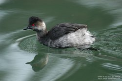 Grèbe à cou noir - Black-necked Grebe or Eared Grebe ()