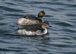 Grèbe à cou noir - Black-necked Grebe or Eared Grebe ()