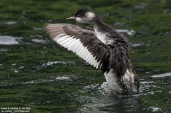 Grèbe à cou noir - Black-necked Grebe or Eared Grebe ()