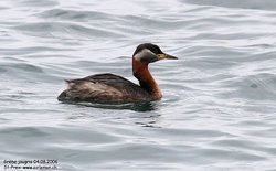 Grèbe jougris - Red-necked Grebe ()