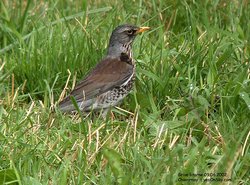 Grive litorne - Fieldfare ()