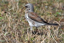 Grive litorne - Fieldfare ()